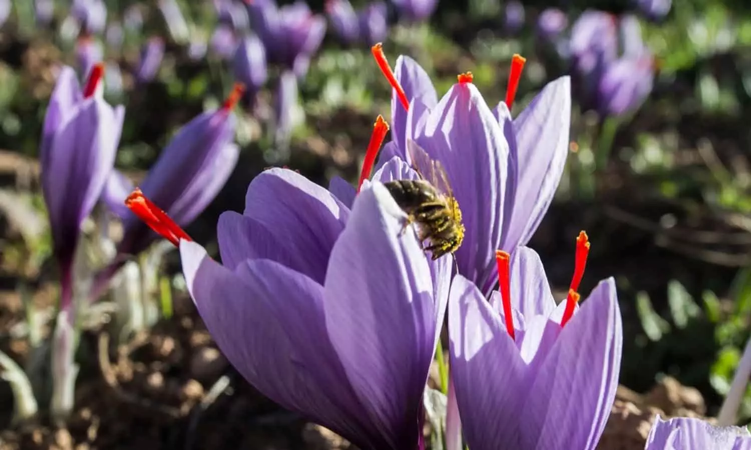 സൗദി കുങ്കുമപ്പൂ കൃഷിയിലേക്കും ഇറങ്ങുന്നു; നാല് പ്രവിശ്യകളിൽ ഉൽപാദനം നടത്തും
