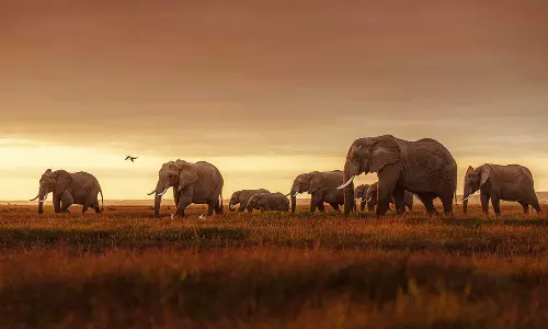 Global Wildlife Population Declined By 73% In 50 Years: WWF Report