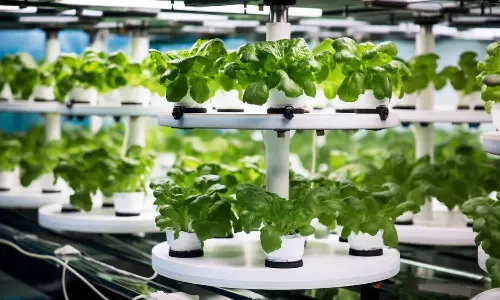 സൗദിയിൽ പഴം പച്ചക്കറി ഉൽപാദനത്തിന് എയറോപോണിക്സ്; ആദ്യ ഘട്ടത്തിൽ രണ്ടര ലക്ഷം കിലോഗ്രാം ഉൽപാദനം സൗദിയിൽ പഴം പച്ചക്കറി ഉൽപാദനത്തിന് എയറോപോണിക്സ്; ആദ്യ ഘട്ടത്തിൽ രണ്ടര ലക്ഷം കിലോഗ്രാം ഉൽപാദനം