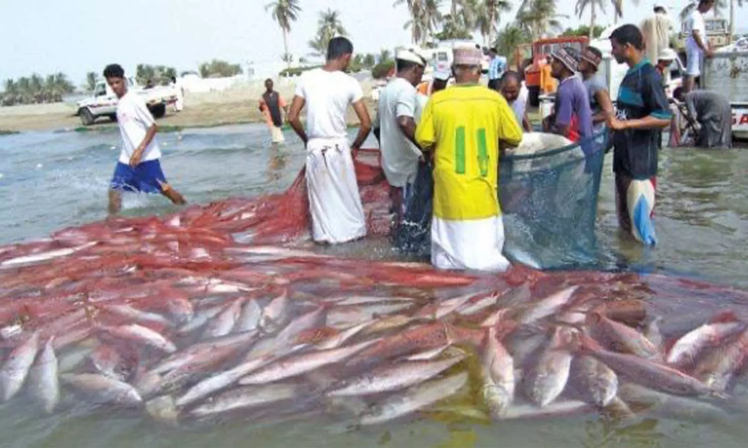 ഒമാനിൽ കിംഗ്ഫിഷ് മത്സ്യബന്ധന നിരോധനം പിൻവലിച്ചു