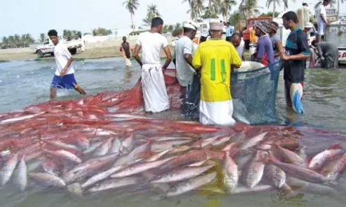 ഒമാനിൽ കിംഗ്ഫിഷ് മത്സ്യബന്ധന നിരോധനം പിൻവലിച്ചു