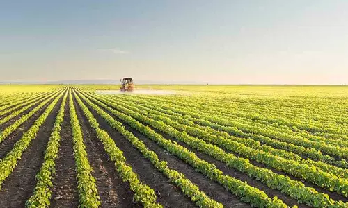 Reportedly, Saudi produces 80.6 percent of the required vegetables