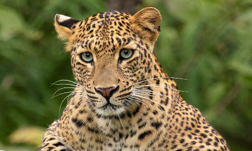 Leopard killed 6 year old girl