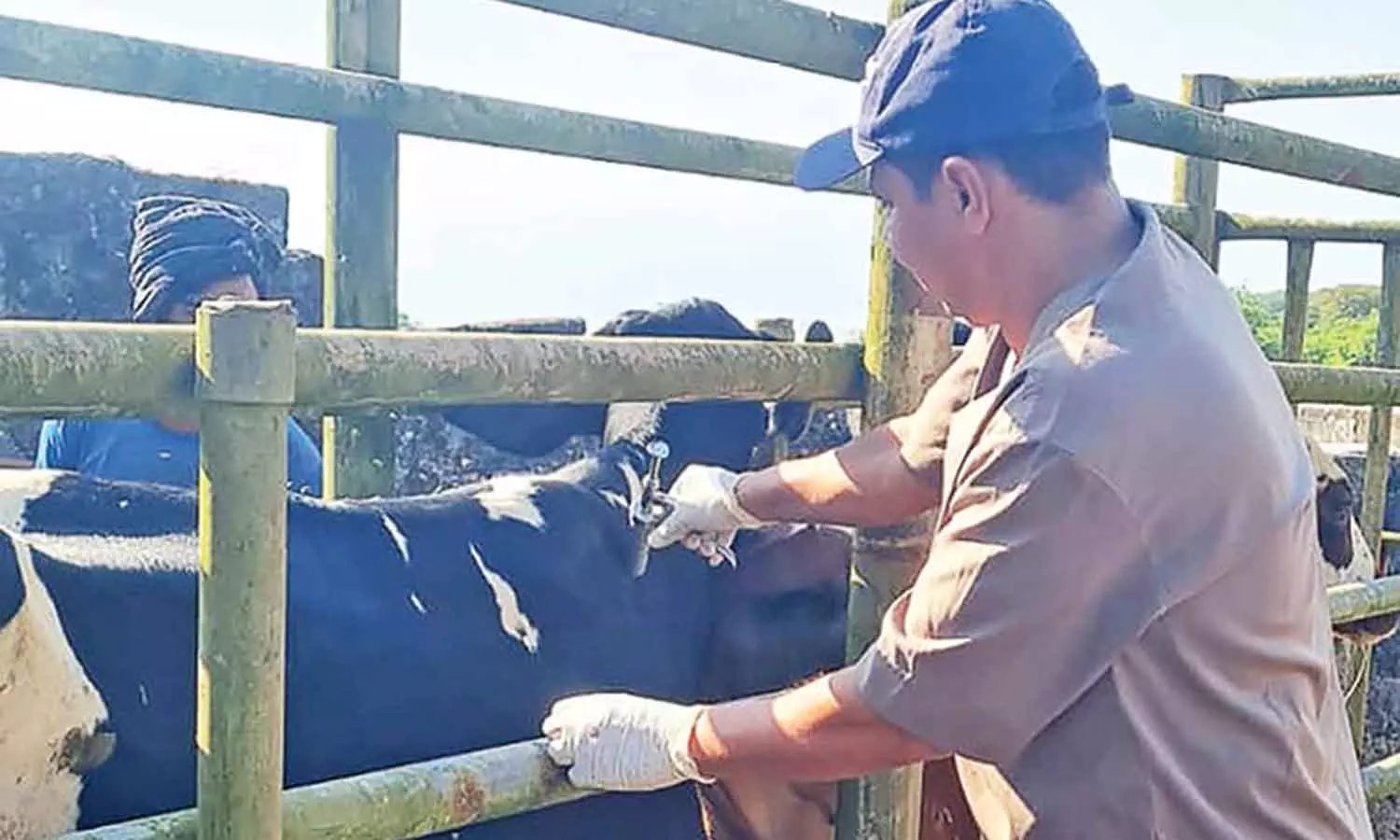മൃഗങ്ങളിലെ പകർച്ചവ്യാധികൾ തടയാൻ ദോഫാർ ഗവണറേറ്റ് വാക്സിനേഷൻ ഡ്രൈവ് ആരംഭിച്ചു
