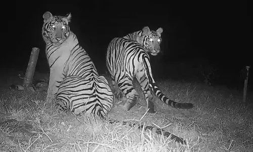 As the presence of four tigers was confirmed in Wayanads Chundel Anappara, locals are in dire straits