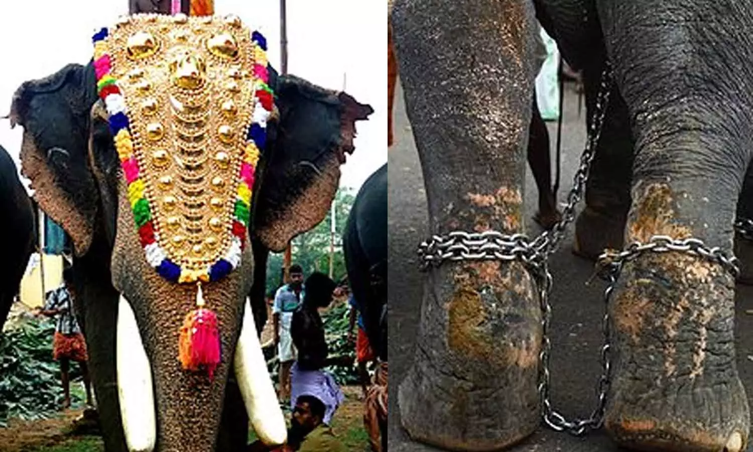 High Court, criticizes, elephants, festivals, latest news malayalam, ഹൈക്കോടതി,ആന,അതിരൂക്ഷ വിമർശനം, ഉത്സവങ്ങള്‍