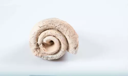 Oman releases National Fossil Collection Data Booklet