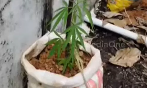 ganja plant