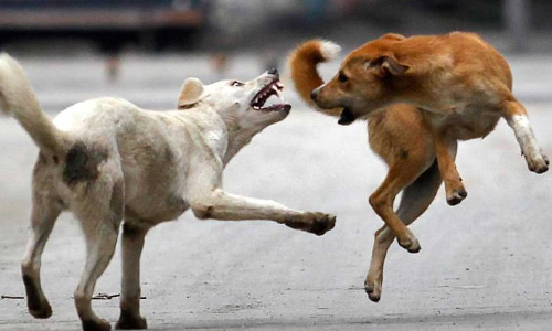 കോഴിക്കോട് ബീച്ചിൽ യുവാവിന് നേരെ തെരുവ് നായ ആക്രമണം