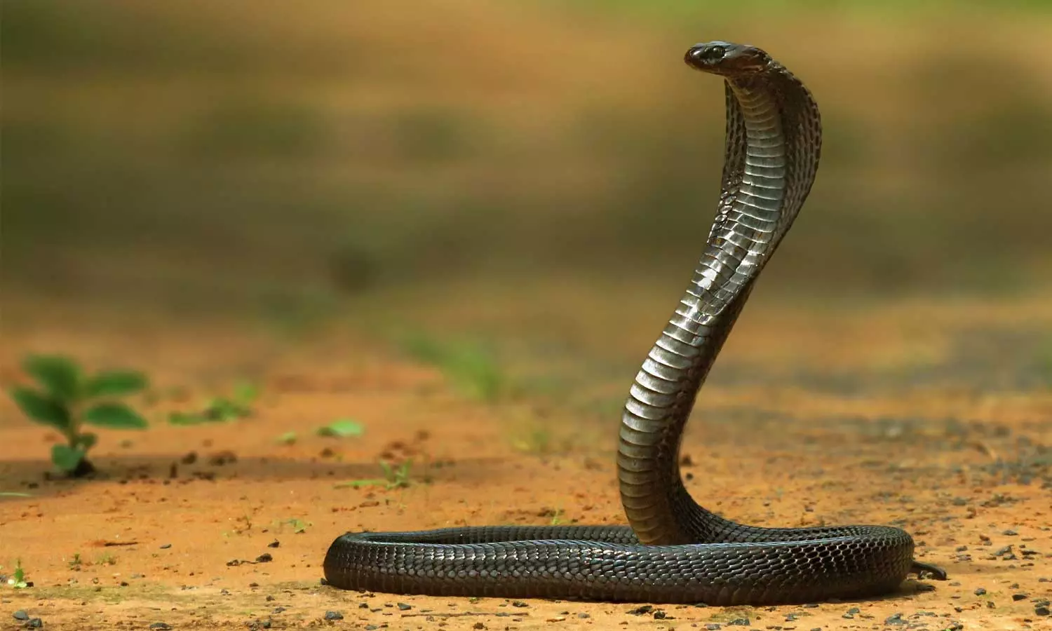 പാലക്കാട് കാവശ്ശേരി പഞ്ചായത്തിൽ സ്ഥാനാർഥിയെ പാമ്പ് കടിച്ചു