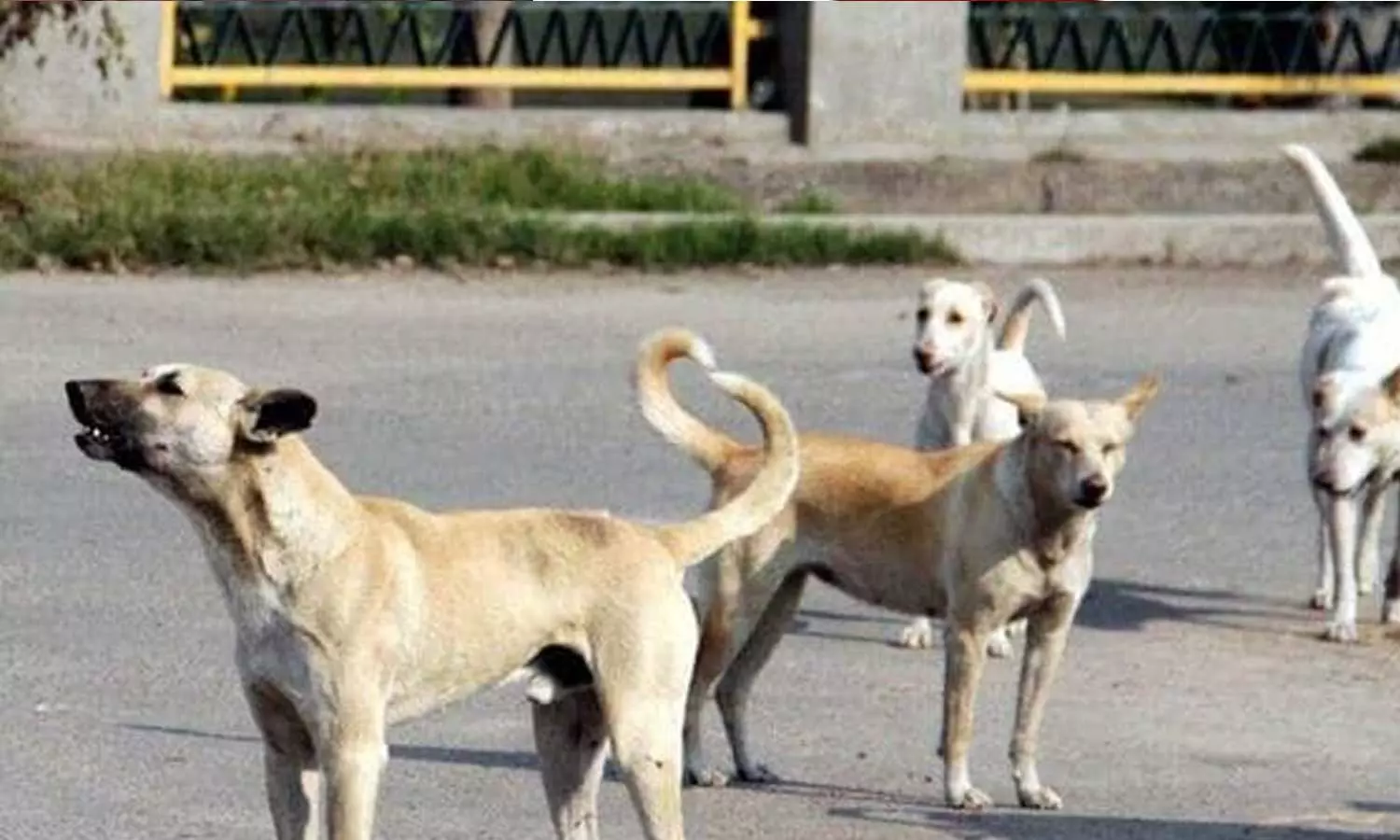 വടകരയിൽ തെരുവുനായ ആക്രമണം; ഒരു ദിവസം കടിയേറ്റത് 12 പേർക്ക്