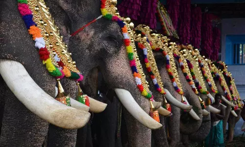 ആന എഴുന്നള്ളിപ്പ്; കർശന നിയന്ത്രണങ്ങൾക്ക് ശിപാർശയുമായി അമിക്കസ്ക്യൂറി റിപ്പോർട്ട്