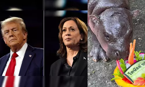 യുഎസ് പ്രസിഡൻഷ്യൽ തെരഞ്ഞെടുപ്പ്; വിജയിയെ പ്രവചിച്ച് വൈറൽ ഹിപ്പോ കുഞ്ഞ്