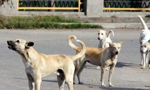 വടകരയിൽ തെരുവുനായ ആക്രമണം; ഒരു ദിവസം കടിയേറ്റത് 12 പേർക്ക്