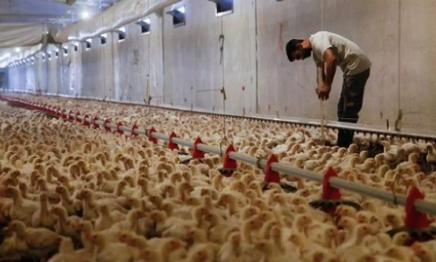 കോഴി വളർത്തലിൽ വിദേശ നിക്ഷേപം പ്രോത്സാഹിപ്പിക്കാൻ സൗദി; പി.ഐ.എഫിന് കീഴിൽ പദ്ധതി തയ്യാറാകി കോഴി വളർത്തലിൽ വിദേശ നിക്ഷേപം പ്രോത്സാഹിപ്പിക്കാൻ സൗദി; പി.ഐ.എഫിന് കീഴിൽ പദ്ധതി തയ്യാറാകി