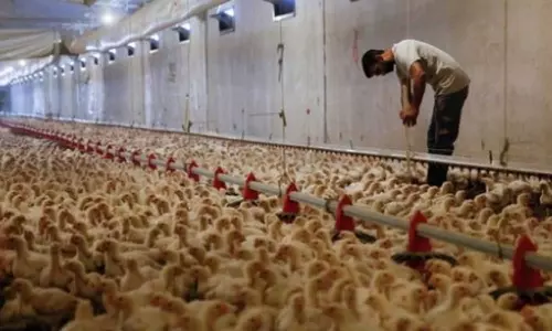 കോഴി വളർത്തലിൽ വിദേശ നിക്ഷേപം പ്രോത്സാഹിപ്പിക്കാൻ സൗദി; പി.ഐ.എഫിന് കീഴിൽ പദ്ധതി തയ്യാറാകി