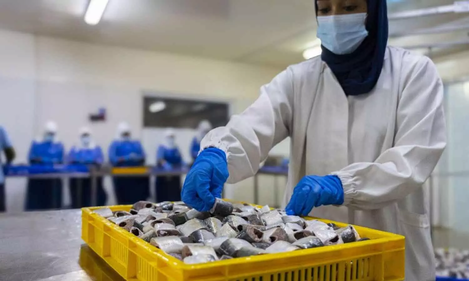 ഒമാനിൽ നിന്ന് ചൈനയിലേക്ക് മത്സ്യകയറ്റുമതി; 23 കമ്പനികൾക്ക് ഫിഷ് ക്വാളിറ്റി കൺട്രോൾ സർട്ടിഫിക്കറ്റ്