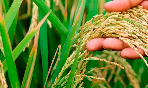 നെല്ല്‌ സംഭരണം: സപ്ലൈകോയ്‌ക്ക്‌ 175 കോടി രൂപ അനുവദിച്ച് സംസ്ഥാന സർക്കാർ