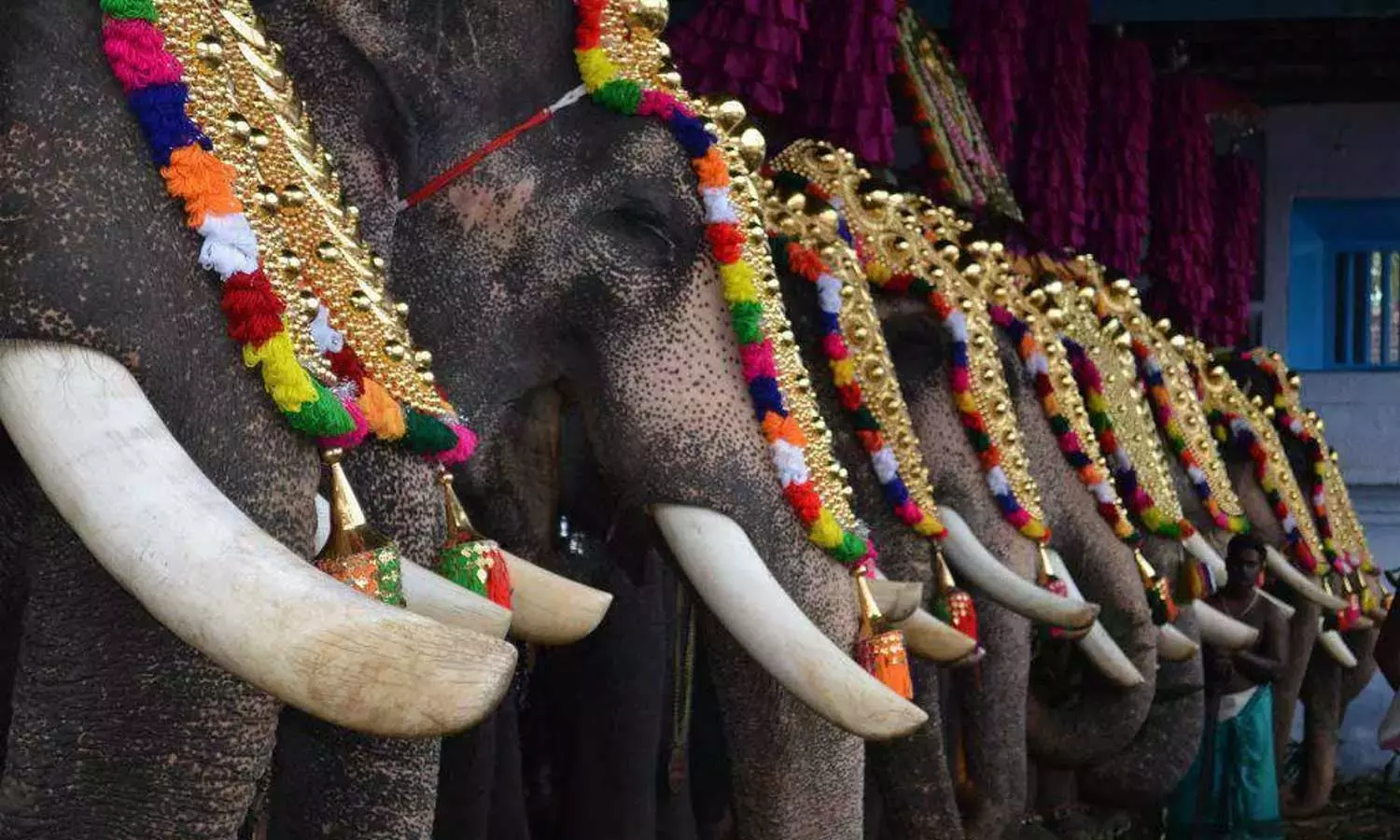 മൂന്ന് മണിക്കൂറിലേറെ നിർത്തരുത്, 30 കിലോമീറ്ററിലേറെ നടത്തരുത്...; ആന എഴുന്നള്ളിപ്പിന് മാർഗരേഖ മൂന്ന് മണിക്കൂറിലേറെ നിർത്തരുത്, 30 കിലോമീറ്ററിലേറെ നടത്തരുത്...; ആന എഴുന്നള്ളിപ്പിന് മാർഗരേഖ