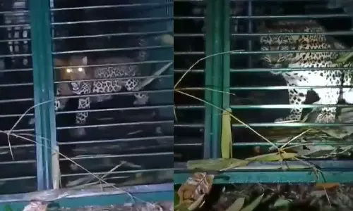 The tiger that had been terrorizing Kollam for two months was trapped