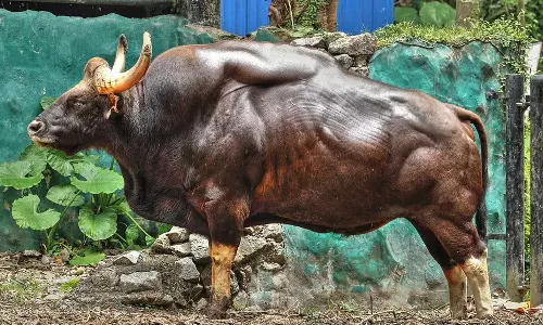 മൂന്നാറിൽ കാട്ടുപോത്ത് ആക്രമണത്തിൽ തോട്ടം തൊഴിലാളിക്ക് പരിക്ക്