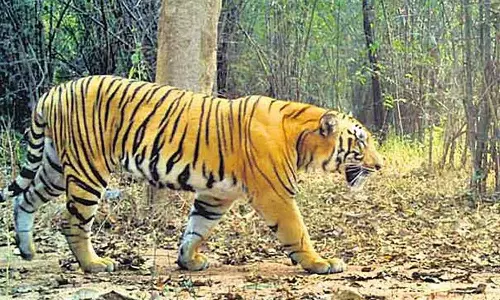 ഒറ്റപ്പെടൽ മടുത്തു; ഇണയെത്തേടി കടുവ യാത്ര ചെയ്തത് 300 കിലോമീറ്റർ