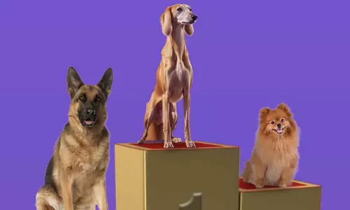 അന്താരാഷ്ട്ര ഡോഗ് ഷോക്ക് അടുത്ത മാസം സൗദിയിൽ  തുടക്കമാകും