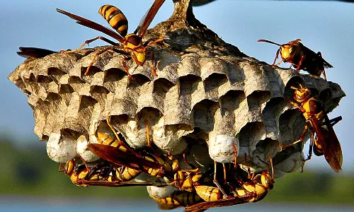 കൊല്ലത്ത് കടന്നൽ കുത്തേറ്റ് ഏഴ് പേർക്ക് പരിക്ക്
