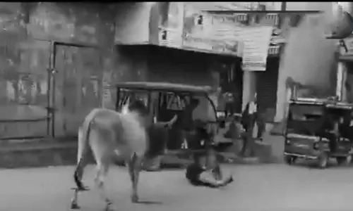 Stray Bull Injures 15 In Uttar Pradesh