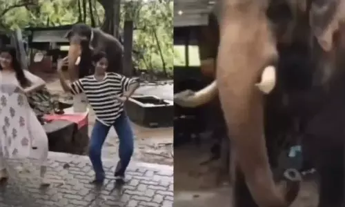 ഭരതനാട്യം കളിക്കുന്ന ആന; വൈറലായ വീഡിയോയ്ക്ക് പിന്നിലെ ദുഃഖകരമായ സത്യം