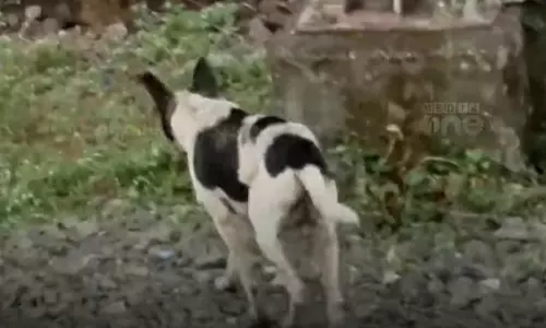 കണ്ണൂർ റെയിൽവേ സ്റ്റേഷനിലെ തെരുവുനായ ആക്രമണം; 15 പേരെ കടിച്ച നായക്ക് പേവിഷബാധയെന്ന് സംശയം