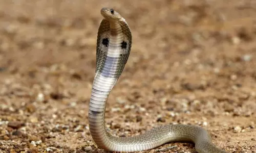 Snakebite declared ‘notifiable disease