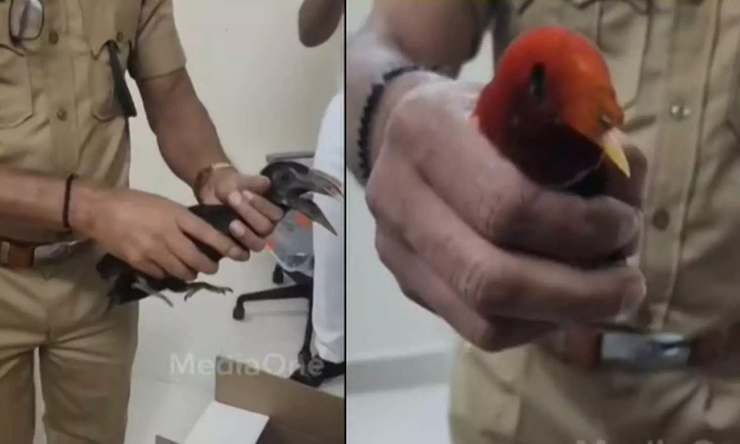 നെടുമ്പാശേരി വിമാനത്താവളത്തിൽ അപൂർവയിനം പക്ഷികളെ കടത്താൻ ശ്രമം; രണ്ടുപേർ അറസ്റ്റിൽ