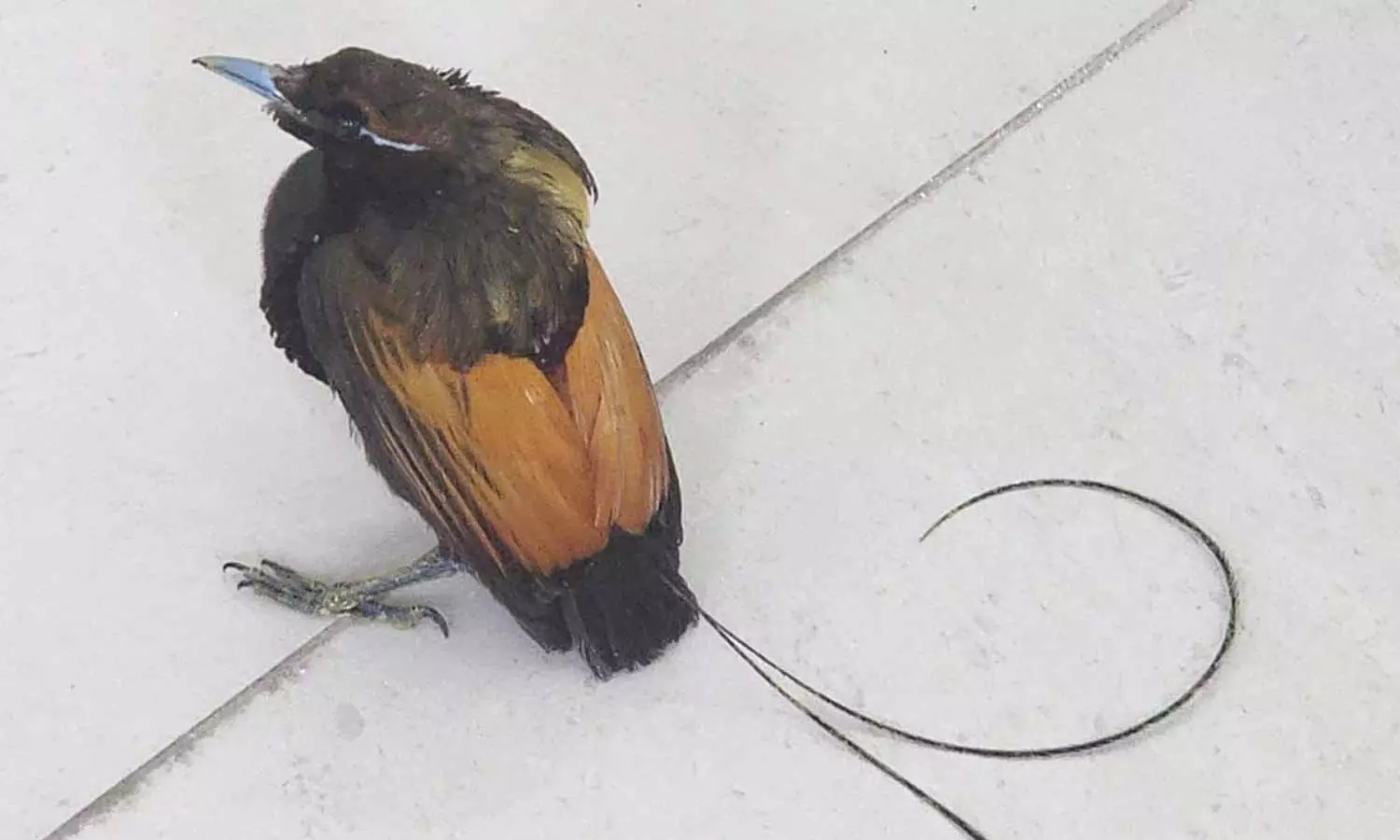 കേരളത്തിലെത്തിച്ച അപൂർവയിനം പക്ഷികളെ തായ്ലാൻഡിലേക്ക് തിരിച്ചയച്ചു കേരളത്തിലെത്തിച്ച അപൂർവയിനം പക്ഷികളെ തായ്ലാൻഡിലേക്ക് തിരിച്ചയച്ചു