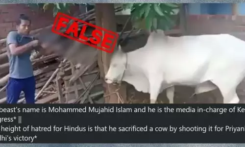 പ്രിയങ്കയുടെ വിജയാഘോഷത്തിനിടെ കേരളത്തിൽ പശുവിനെ വെടിവെച്ചുകൊന്ന് കോണ്‍ഗ്രസ് നേതാവ്; വിദ്വേഷ പ്രചാരണത്തിന് പിന്നിലെ സത്യാവസ്ഥ