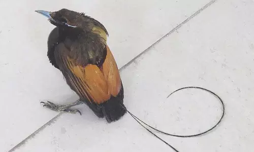 കേരളത്തിലെത്തിച്ച അപൂർവയിനം പക്ഷികളെ തായ്‍ലാൻഡിലേക്ക് തിരിച്ചയച്ചു