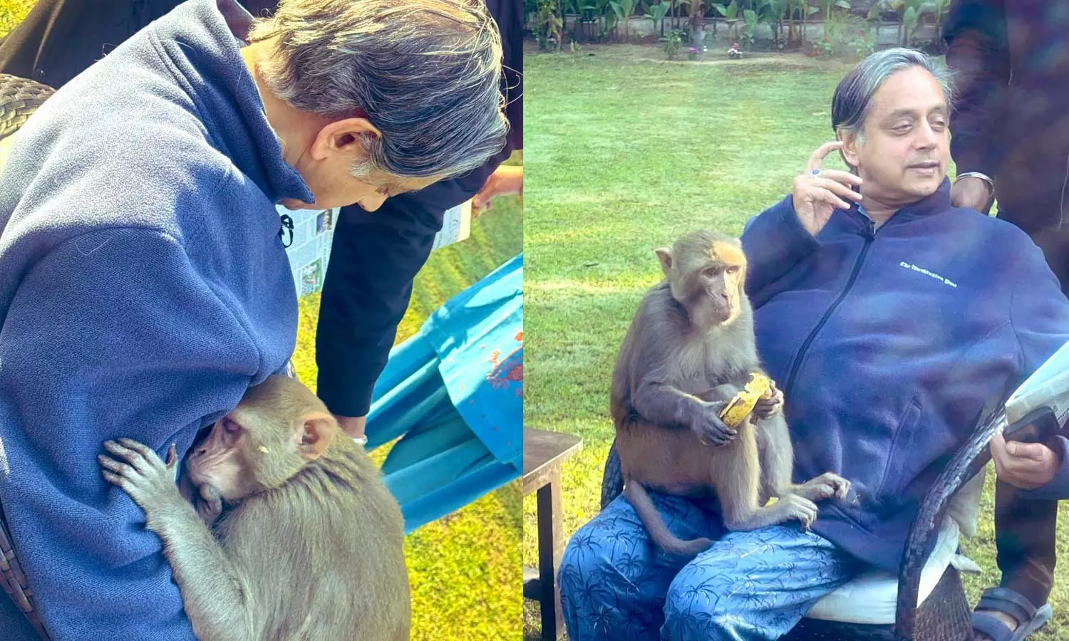 നെഞ്ചിൽ ചായുറക്കാൻ..  എംപി ഉണ്ടാല്ലോ ശശി തരൂരിന്റെ മങ്കി ബാത്ത് അതിഥിയായി കുരങ്ങൻ