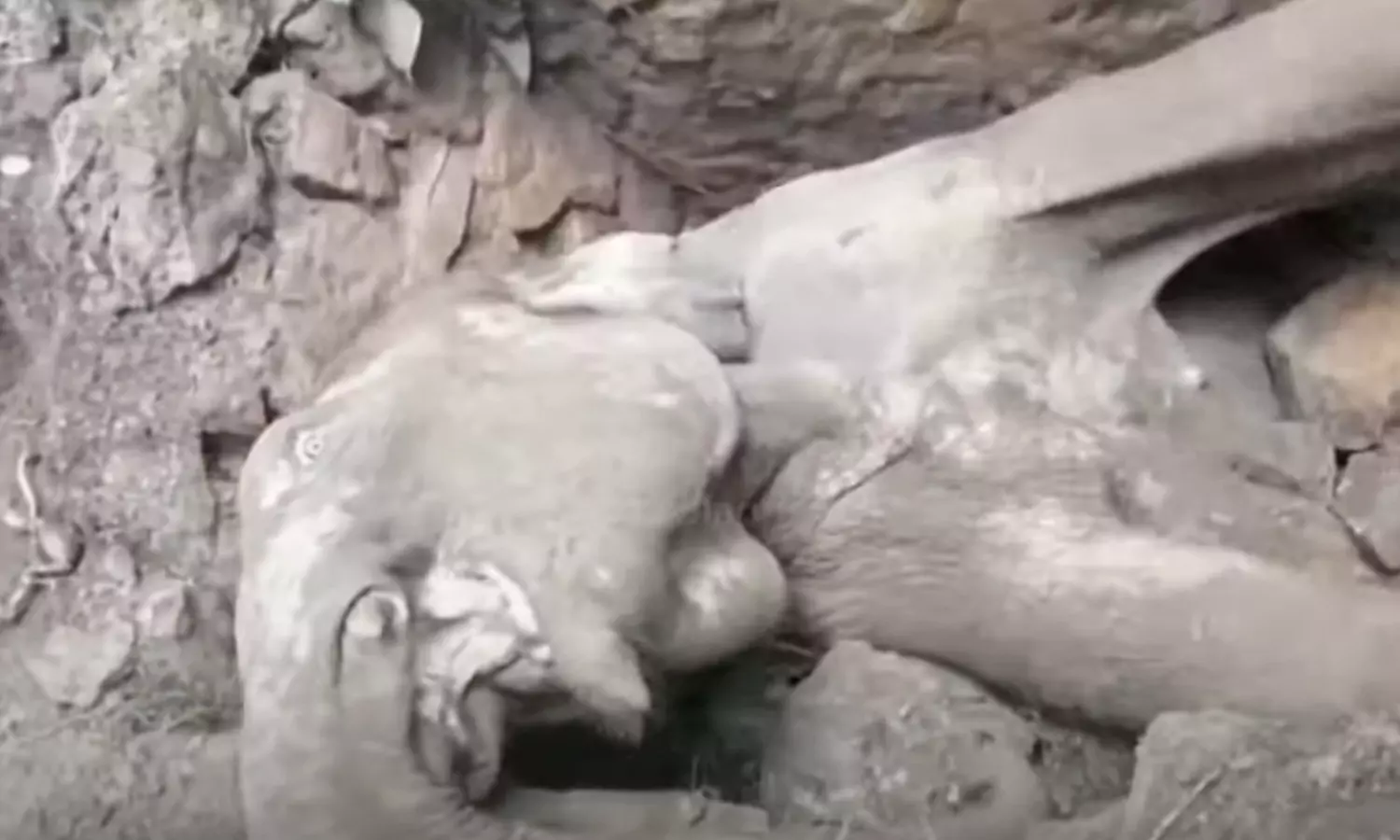 സെപ്റ്റിക് ടാങ്കിൽ വീണ കുട്ടിയാന ചരിഞ്ഞു; മണിക്കൂറുകൾ നീണ്ട രക്ഷാദൗത്യം ഫലം കണ്ടില്ല