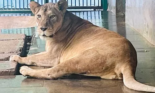 ഗ്രെയ്സിയുടെ ചികിത്സയ്ക്ക് അമേരിക്കയിൽ നിന്ന് മരുന്ന്