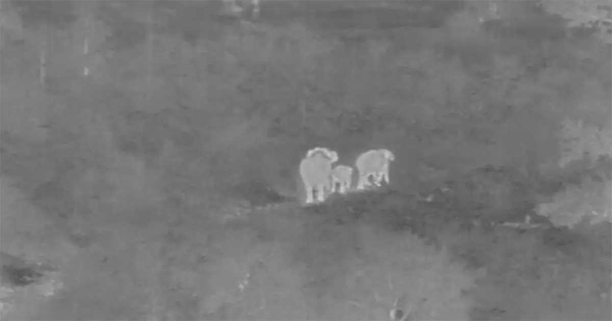 AI Cameras , Elephant , Railway, എഐ ക്യാമറ, റെയിൽവേ, ഒഡിഷ