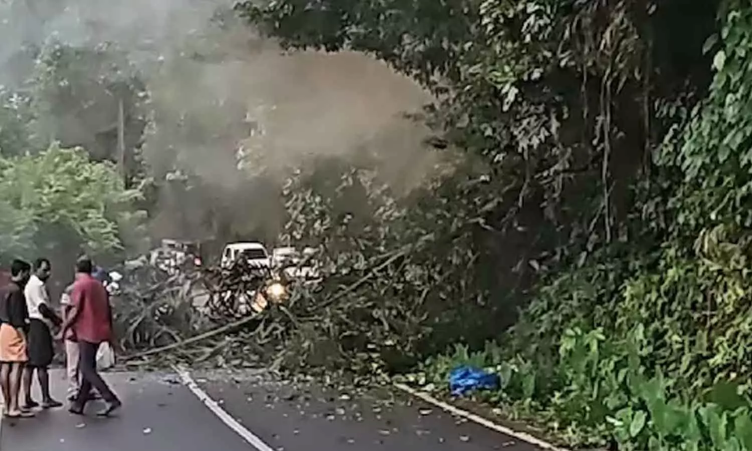 College Student dies after a palm tree overturned by a wild elephant fell on her