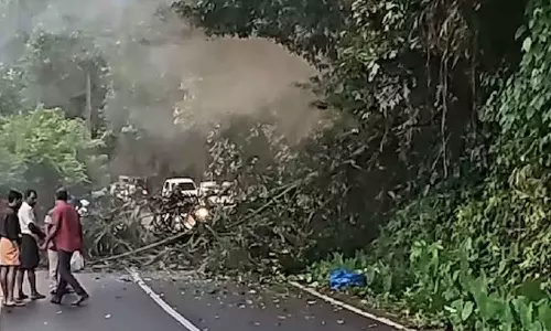 College Student dies after a palm tree overturned by a wild elephant fell on her