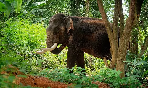 കോതമംഗലത്ത് കാട്ടാന ആക്രമണത്തിൽ യുവാവ് മരിച്ചു