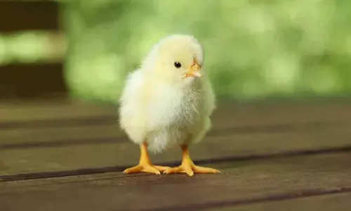 Chhattisgarh man swallows live chick. Man dies