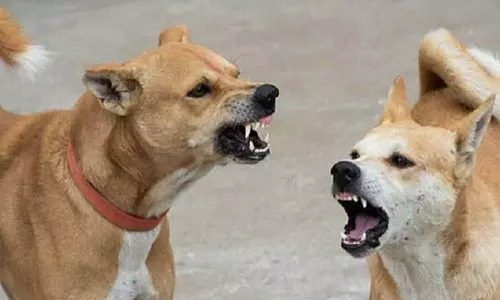 തെരുവുനായ ആക്രമണം; തൃശ്ശൂർ ചാലക്കുടിയിൽ 12 പേർക്ക്‌ നായയുടെ കടിയേറ്റു