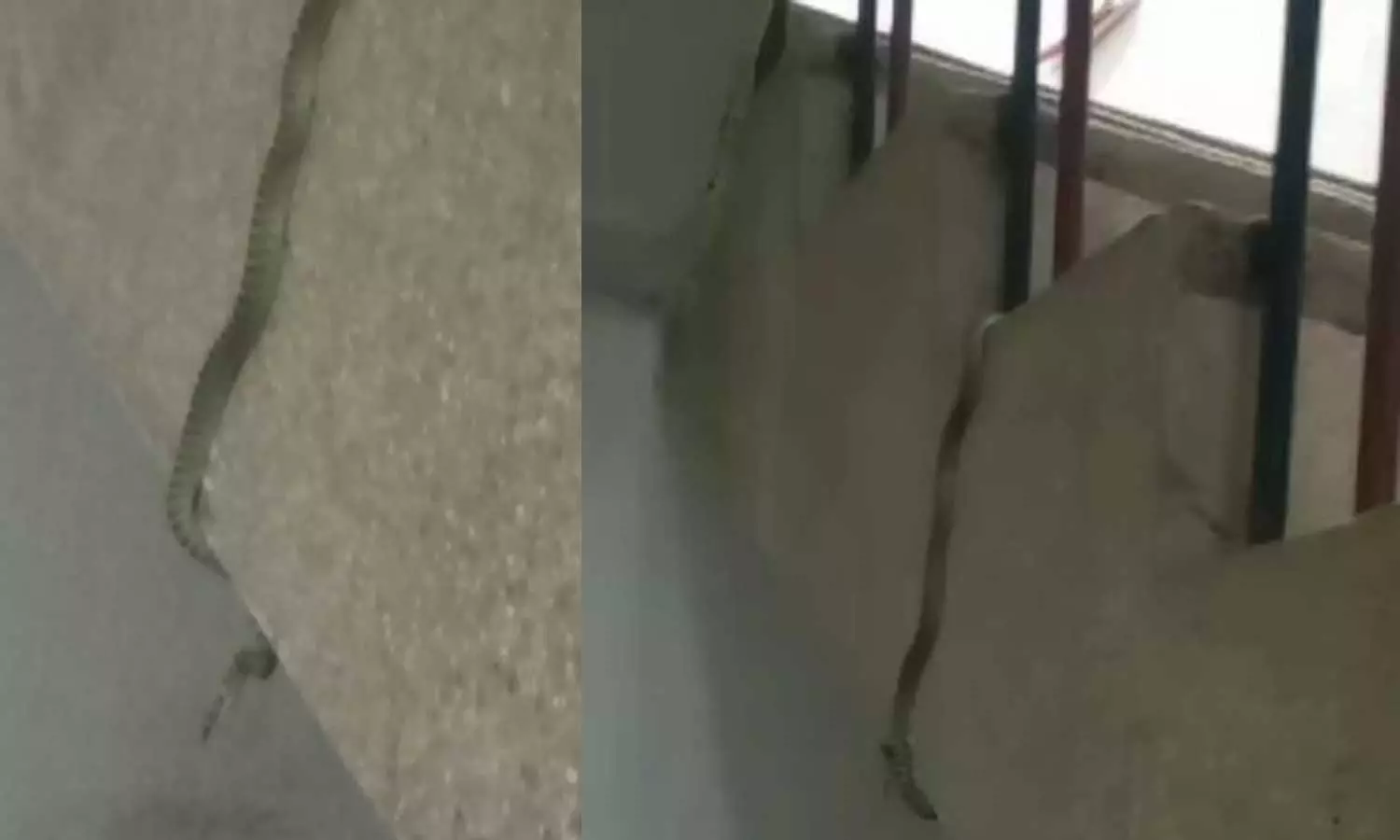 സെക്രട്ടേറിയറ്റ് ജലവിഭവ വകുപ്പ് ഓഫീസിൽ പാമ്പ്; പിടികൂടാൻ കഴിഞ്ഞില്ല സെക്രട്ടേറിയറ്റ് ജലവിഭവ വകുപ്പ് ഓഫീസിൽ പാമ്പ്; പിടികൂടാൻ കഴിഞ്ഞില്ല