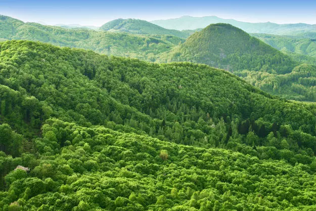 forest kerala forest kerala