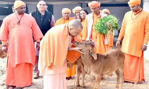 BJP MLA, Cows, യുപി, ബിജെപി എംഎൽഎ