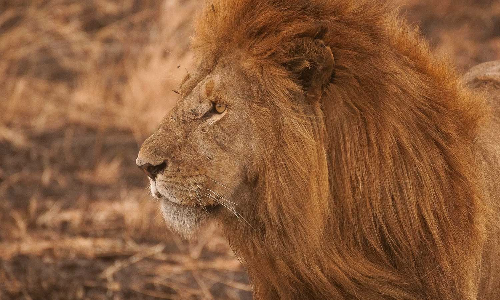 കാമുകിയെ സന്തോഷിപ്പിക്കാനായി സിംഹക്കൂട്ടിൽ കയറി; യുവാവിന് ദാരുണാന്ത്യം