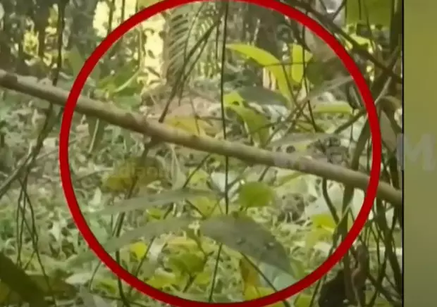 Leopard trapped Leopard trapped